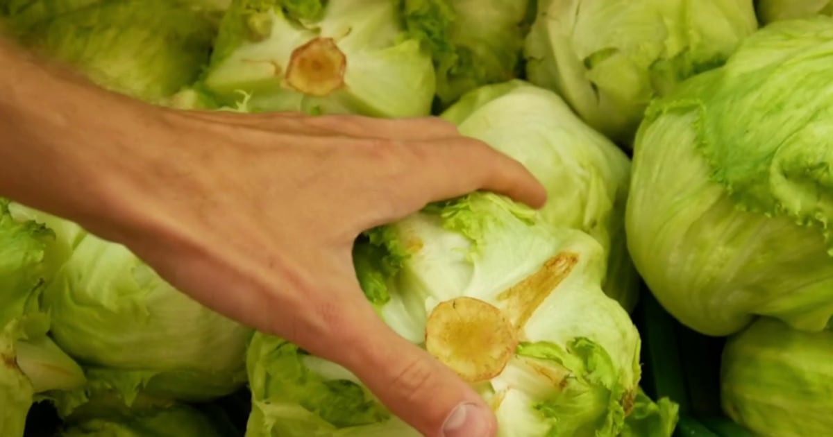 First deaths from lettuce-linked outbreak