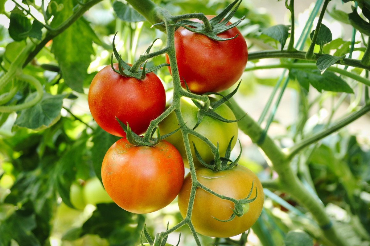 Quem plantou um tomateiro no meio da rua?