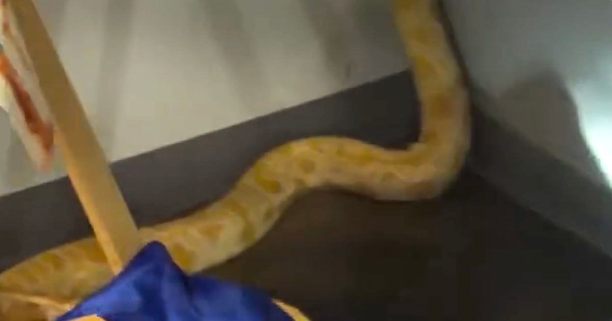 Teacher says 8-foot python blamed by officials for Virginia school fire is innocent