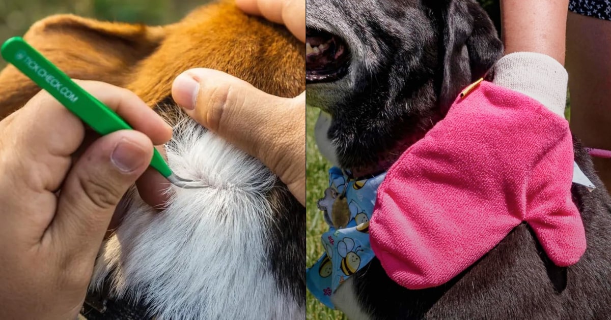 Tick prevention for dogs: Vets explain how to beat the blood-suckers