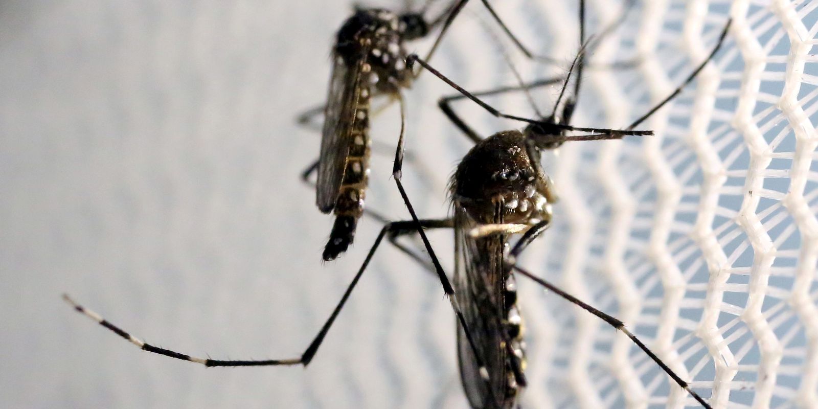 Aedes aegypti: quase metade dos municípios está em alerta ou risco